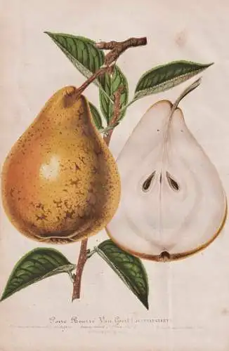 Poire Beurre Jean van Geert - Birne pear Birnbaum / Obst fruit / Pomologie pomology / botanical Botanik Botany