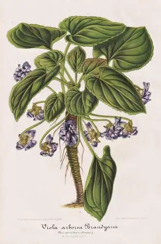 Viola Arborea Brandyana - Veilchen Violen Viola / Pflanze plant  flower flowers Blume Blumen / Botanik botany