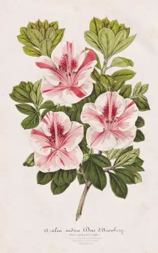 Azalea indica Duc d'Arenberg - Azaleen azaleas Rhododendron / India Indien / Pflanze plant / flower flowers Bl