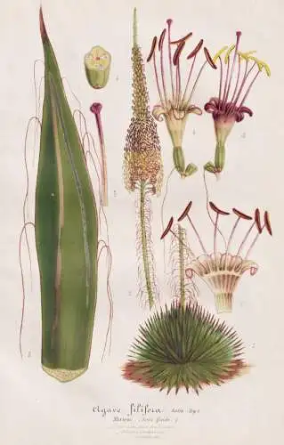 Agave Filifera - thread agave / Mexico Mexiko / Pflanze plant / flower flowers Blume Blumen / Botanik botany b