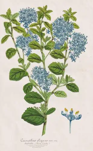 Ceanothus Elegans - Säckelblume buckbrush / California Kalifornien / Pflanze plant / flower flowers Blume Blu