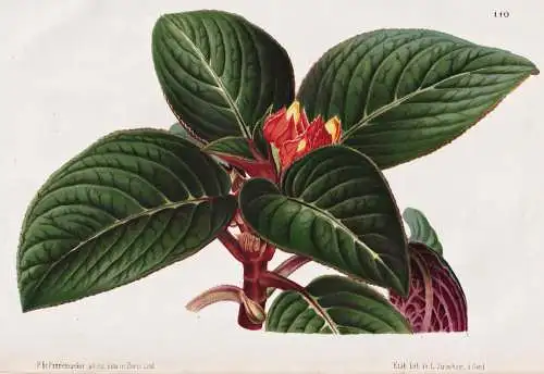 Alloplectus Zamorensis - Brasilien Brazil Brasil / Pflanze plant / flower flowers Blume Blumen / Botanik botan