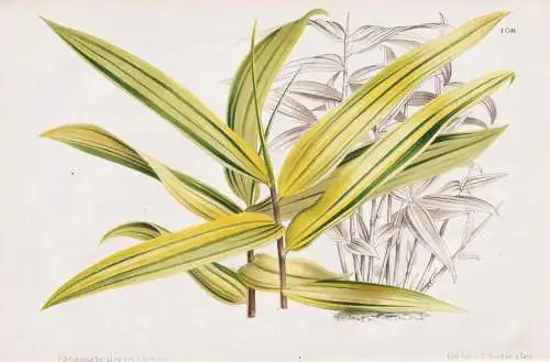 Calamus Farinosus - Palme palm / Sumatra Java / Pflanze plant / flower flowers Blume Blumen / Botanik botany b