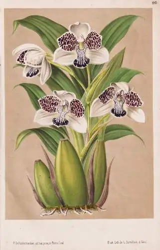 Colax Jugosus - Orchidee orchid / Pflanze plant / flower flowers Blume Blumen / Botanik botany botanical