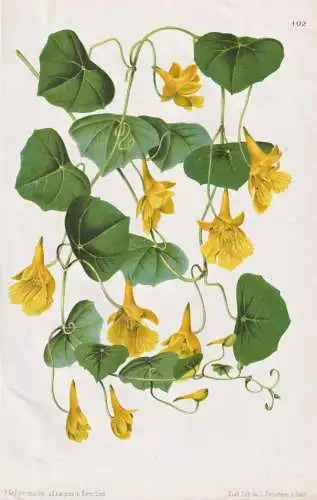 Tropaeolum Chrysanthum - Kapuzinerkresse nasturtium / Pflanze plant / flower flowers Blume Blumen / Botanik bo