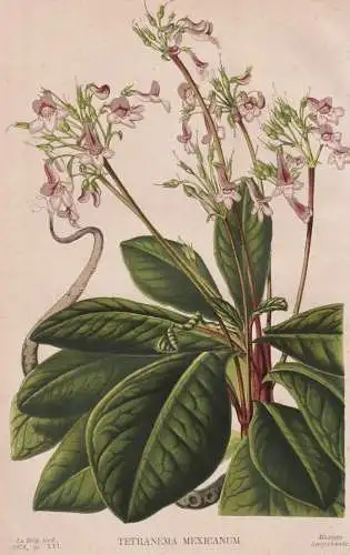 Tetranema mexicanum - Mexico Mexiko / Blume flower Blumen flowers / Pflanze plant / botanical Botanik Botany