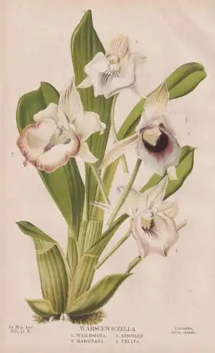 Warscewiczella - Orchidee orchid / Amerika America / Blume flower Blumen flowers / Pflanze plant / botanical B