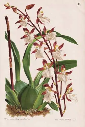 Odontoglossum Bictoniense - Kolumbien Colombia Ecuador / Pflanze plant / flower flowers Blume Blumen / Botanik