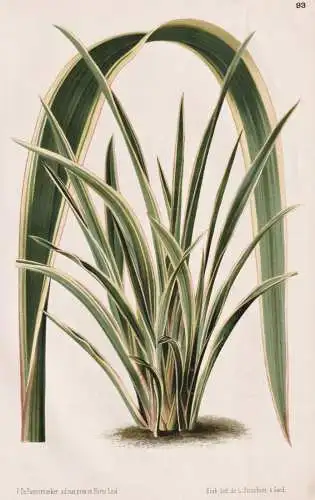 Phormium Colensoi Variegatum - Bergflachs Phormium cookianum / Neuseeland New Zealand / Pflanze plant / flower