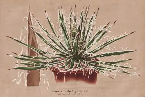 Agave Schidigera - Maguey Century Mexico Mexiko / Pflanze plant / flower Blume flowers Blumen / Botanik botany