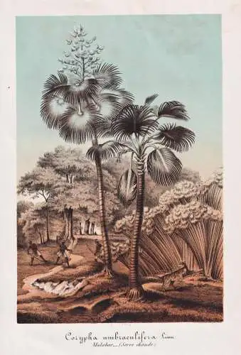 Corypha Umbraculifera - Talipot-Palme talipot palm tree / Pflanze plant / flower flowers Blume Blumen / Botani