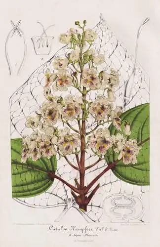 Catalpa Kaempferi - Gelber Trompetenbaum tyellow catalpa tree / China / flower Blume flowers  Blumen / Botanik