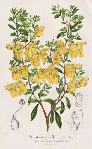 Pentstemon Lobbi - Bartfaden beardtongues / flower Blume flowers   Blumen / Botanik botany Botanical Botany
