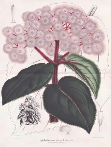 Hebeclinium Atrorubens - Mexico Mexiko / Bartlettina sordida purple torch / Pflanze plant / Blume Blumen flowe
