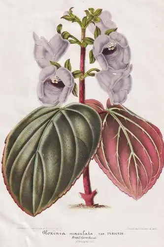 Gloxinia Maculata - Gloxinie / Brasil Brazil Brasilien / Pflanze plant / flower Blume flowers   Blumen / Botan