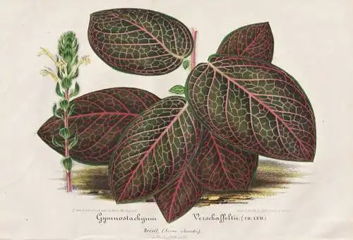 Gymnostachyum Verschaffeltii - Mosaikpflanze Fittonia albivenis / Brazil Brasil Brasilien / Pflanze plant / fl