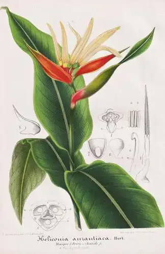 Heliconia Aurantiaca - Central America Mexico Mexiko / Pflanze plant / flower Blume flowers Blumen / Botanik b