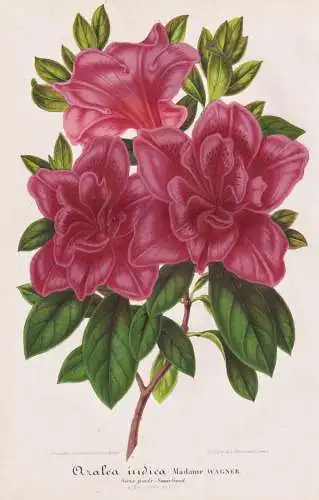 Azalea indica Madame Wagner - Azaleen Azalee Rhododendron / Pflanze plant / flower Blume flowers Blumen / Bota