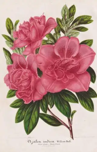 Azalea indica William Bull - Azaleen Azalee Rhododendron / Pflanze plant / flower Blume flowers Blumen / Botan