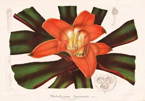 Nidularium Innocentii - Brasi Brazil Brasilien / Pflanze plant flower Blume flowers Blumen / Botanik botany Bo