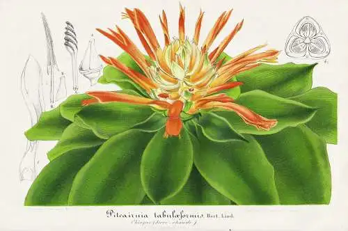 Pitcairnia Tabulaeformis - Mexico Mexiko / Pflanze plant / flower Blume flowers Blumen / Botanik botany Botani