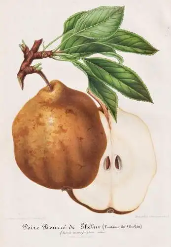Poire Beurre de Ghelin - Birne pear Birnbaum Birnen / Obst fruit / Pflanze plant / Botanik botany botanical /