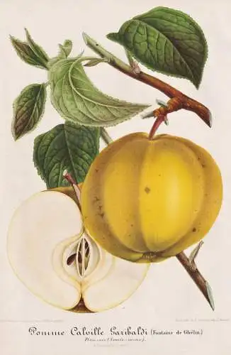 Pomme Calville Garibaldi - Kalvill Apfel apple Apfelbaum / Obst fruit / Pflanze plant / flower flowers   Blume