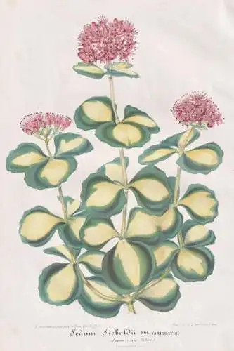 Sedum Sieboldii - Siebold-Fetthenne stonecrop / Japan / Theresienkraut / Pflanze plant / flower Blume flowers