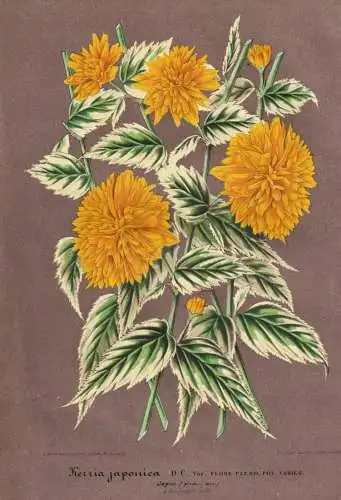 Kerria Japonica - Kerrie Japanisches Goldröschen Ranunkelstrauch / Japan / Pflanze plant / flower Blume flowe