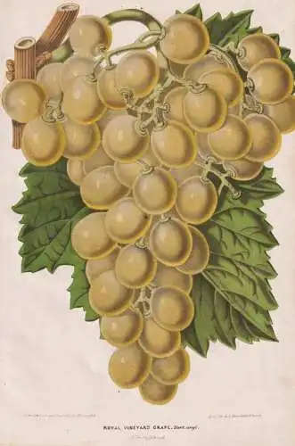 Royal Vineyard Grape - Wein wine grapes Weintraube / Obst fruit / Pflanze plant / flower flowers   Blume Blume