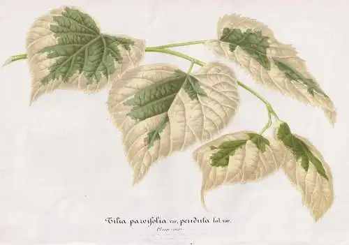 Tilia Parvifolia - Linde Sommerlinde linden / Pflanze plant flower Blume flowers / Blumen Botanik botany Botan