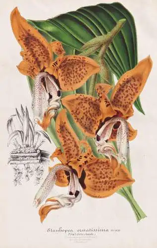 Stanhopea Ornatissima - Orchidee orchid / Kolumbien Venezuela Brasilien Brazil Brasil / Pflanze plant / flower
