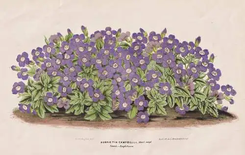 Aubrietia Campbelli - Aubrieta Blaukissen / flower Blume flowers   Blumen / Botanik botany Botanical Botany