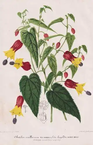 Abutilon vexillarium - trailing abutilon / Argentina Brazil Uruguay South America / flower flowers   Blume Blu