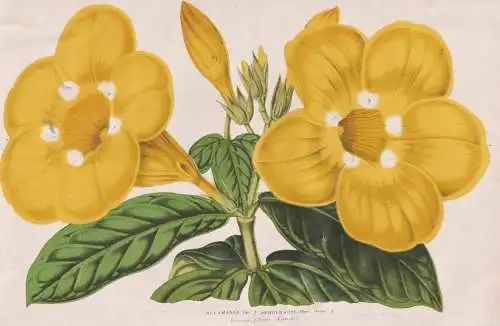 Allamanda var. Hendersoni - French Guiana / Mexico Mexiko / Argentina / flower Blume flowers   Blumen / Botani
