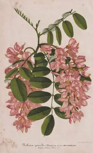 Robinia pseudo-Acacia L. var. Decaisneana - black locust Robinie / flower Blume flowers   Blumen / Botanik bot