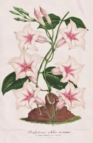 Dipladenia Nobilis - Brazil Brasil Brasilien / flower Blume flowers   Blumen / Botanik botanical botany