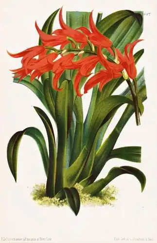 Ada Aurantiaca - Brassia aurantiaca / Orchidee orchid / Kolumbien Columbia Ecuador Venezuela / Pflanze plant /