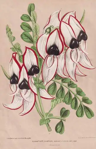 Glianthus Dampieri Marginata Elegans - Swainsona formosa Sturt's desert pea / flower Blume flowers   Blumen /