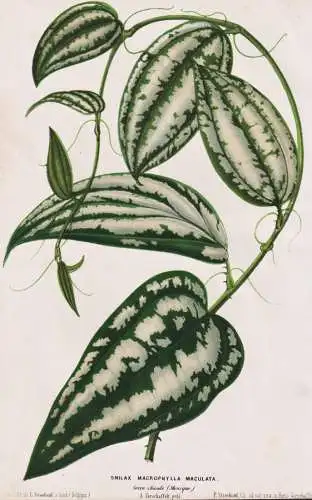Smilax Macrophylla Maculata - Stechwinden / Botanik botany botanical