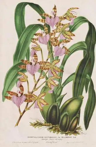 Odontoglossum Bictoniense, var. Splendens - orchid Orchidee / Mexico Mexiko / flower Blume flowers   Blumen /
