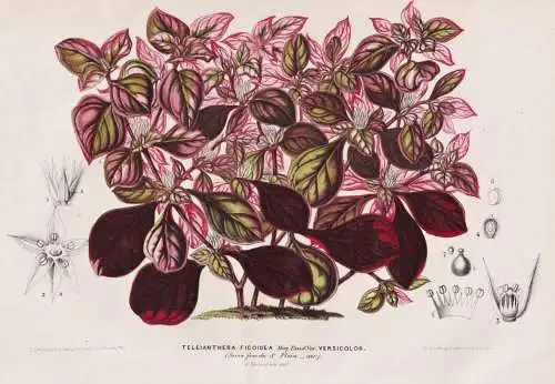 Teleianthera Ficoidea Versicolor - Blume flower Blumen flowers   / Pflanze plant / Botanik botany botanical