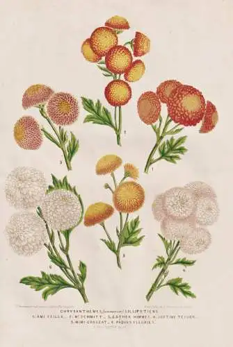 Chrysanthemes Lilliputiens - Chrysanthemum mums / flower Blume flowers   Blumen / Botanik botany Botanical Bot