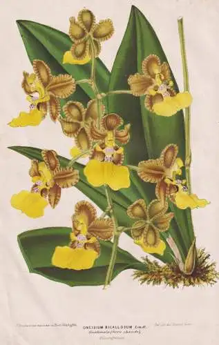 Oncidium Bicallosum - orchid Orchidee / Guatemala / orchids / flower Blume flowers   Blumen / Botanik botany B