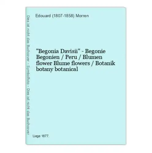 Begonia Davisii - Begonie Begonien / Peru / Blumen flower Blume flowers / Botanik botany botanical