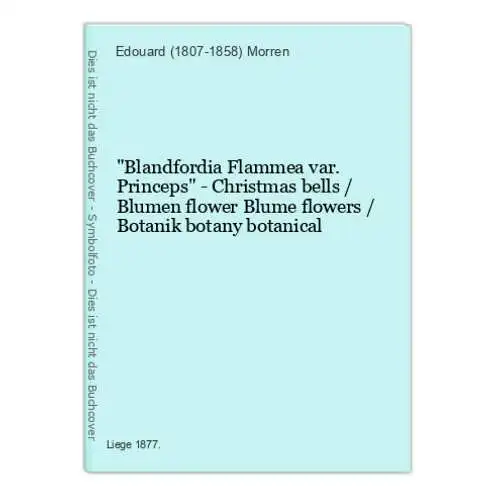 Blandfordia Flammea var. Princeps - Christmas bells / Blumen flower Blume flowers / Botanik botany botanical