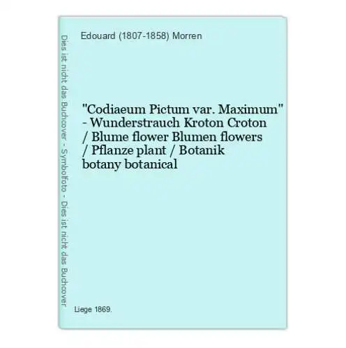 Codiaeum Pictum var. Maximum - Wunderstrauch Kroton Croton / Blume flower Blumen flowers / Pflanze plant / Bot