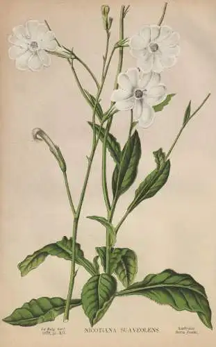 Nicotiana Suaveolens - Ziertabak ornamental tobacco / Australia Australien / Blume flower Blumen flowers / Pfl