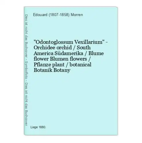 Odontoglossum Vexillarium - Orchidee orchid / South America Südamerika / Blume flower Blumen flowers / Pflanz