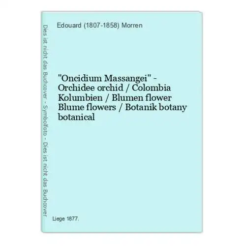 Oncidium Massangei - Orchidee orchid / Colombia Kolumbien / Blumen flower Blume flowers / Botanik botany botan